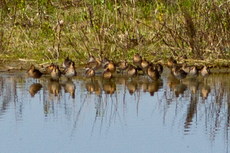 Short-billed Dowitcher - Marcel Lebeau