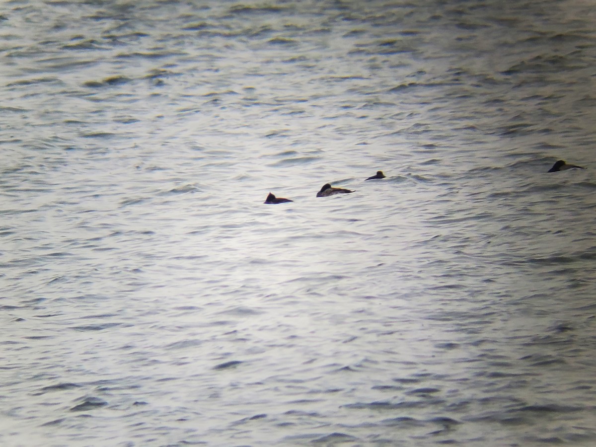 Tufted Duck - ML293337771