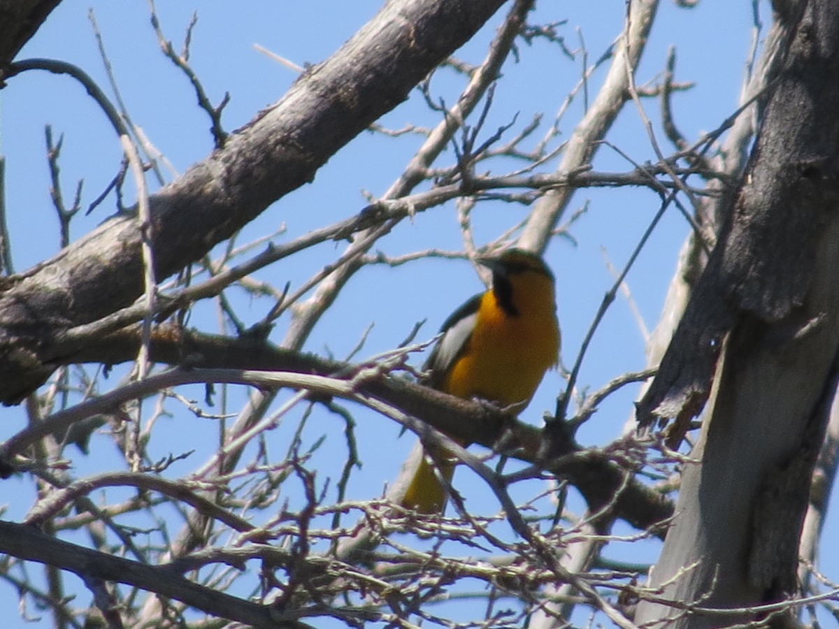 Bullock's Oriole - ML29333831