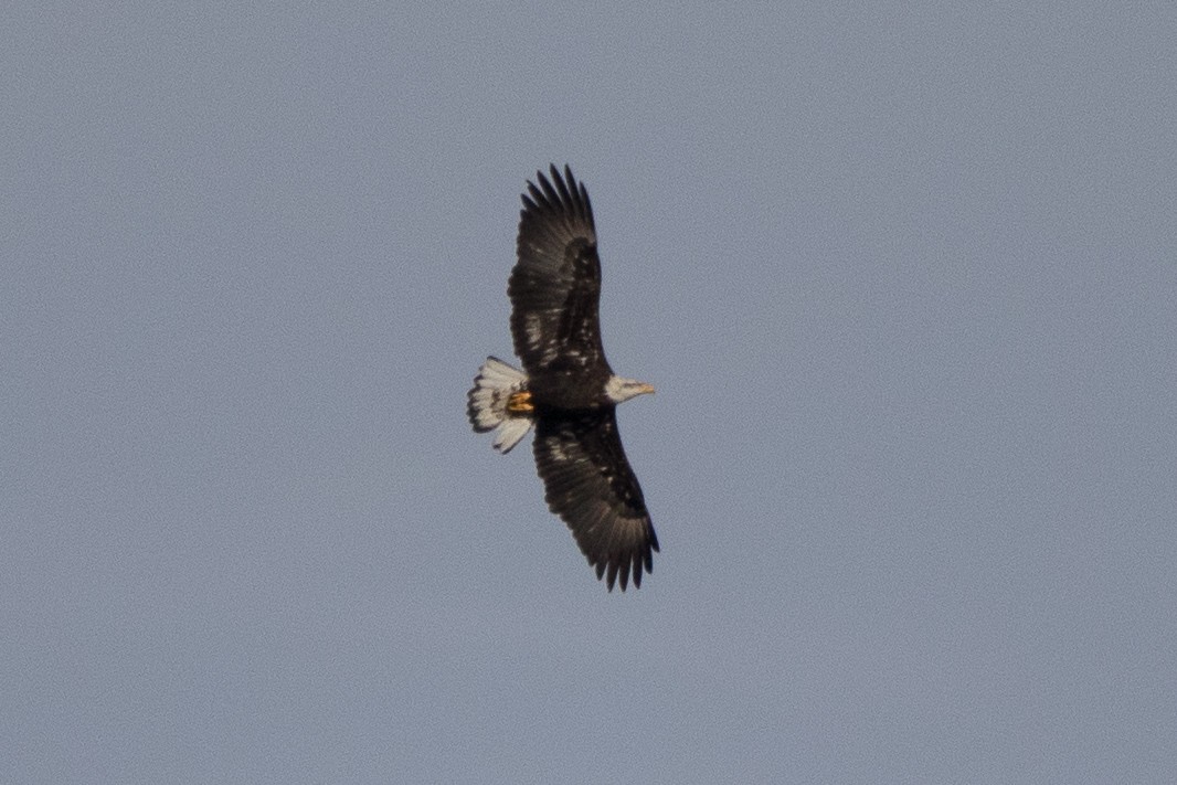 Bald Eagle - ML293341611