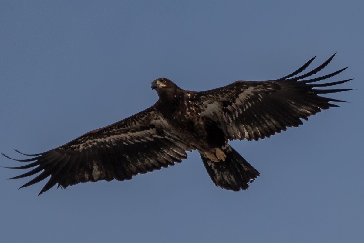 Bald Eagle - ML293341711