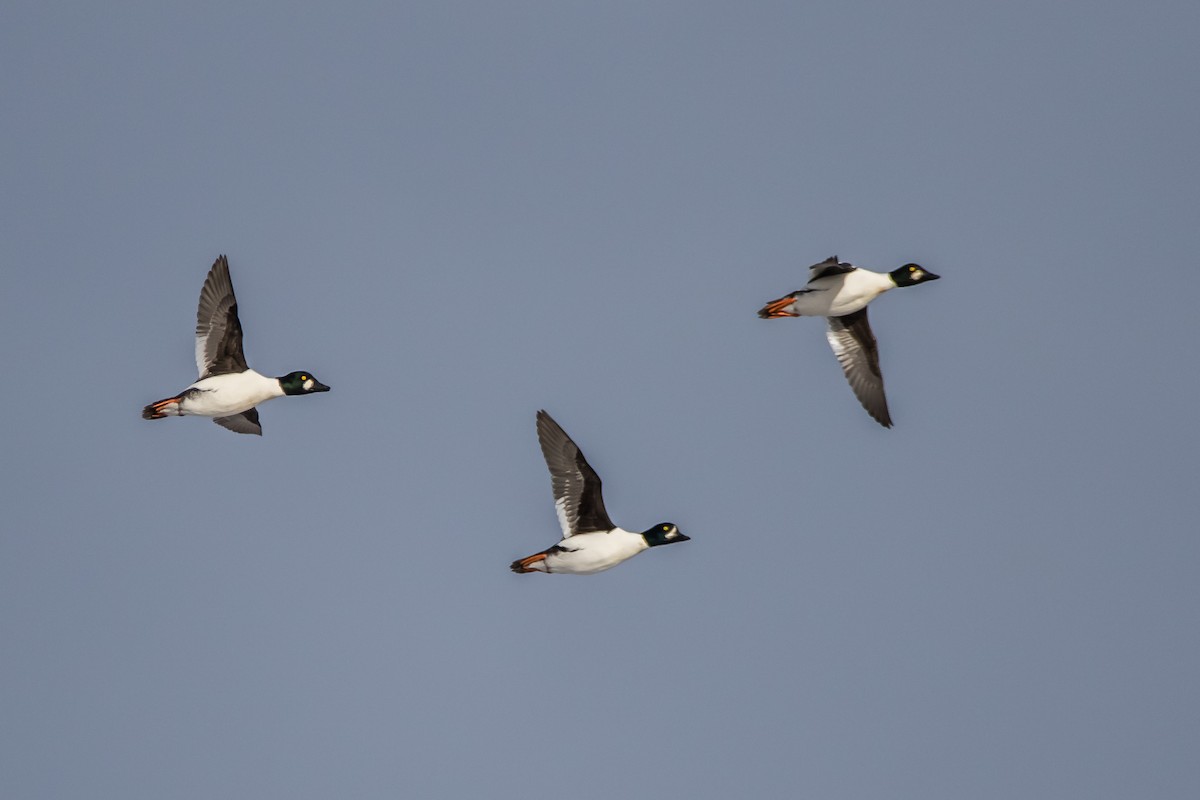 Barrow's Goldeneye - ML293341791