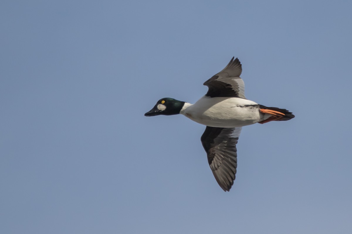 Common Goldeneye - ML293341821