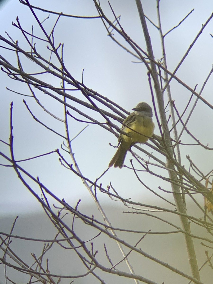 Tropical Kingbird - ML293341841