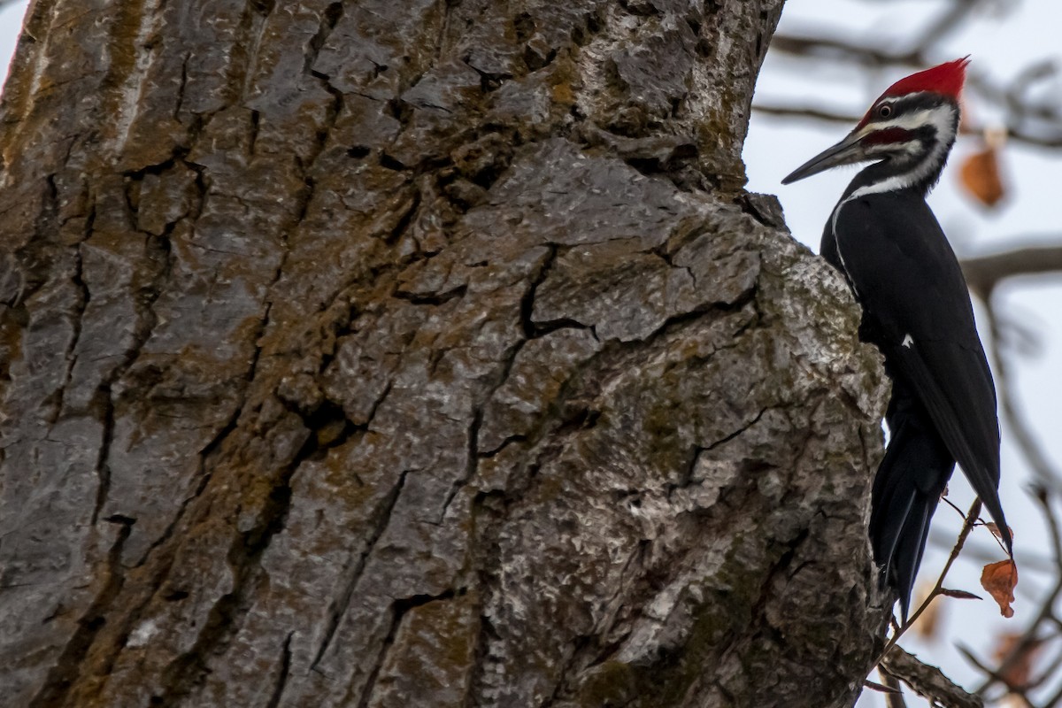 Pileated Woodpecker - ML293342061