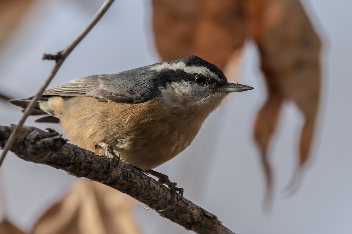 Red-breasted Nuthatch - ML293342551