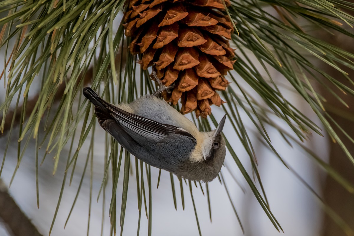 Pygmy Nuthatch - Will Sebern