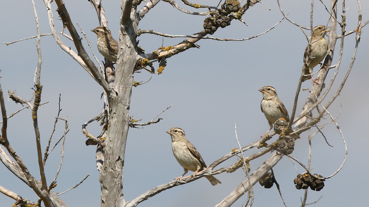 Rock Sparrow - Daniel Jauvin