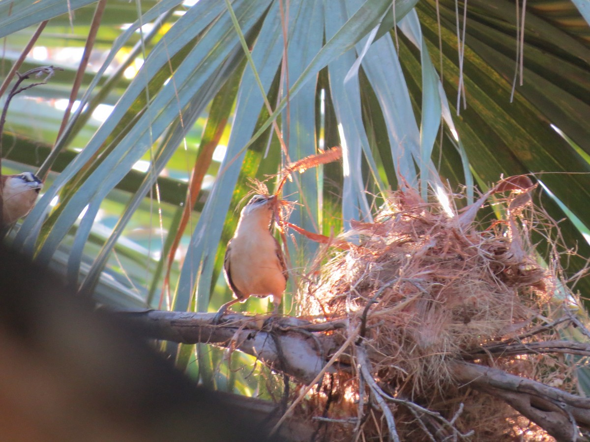 Rufous-naped Wren - Becky Flanigan