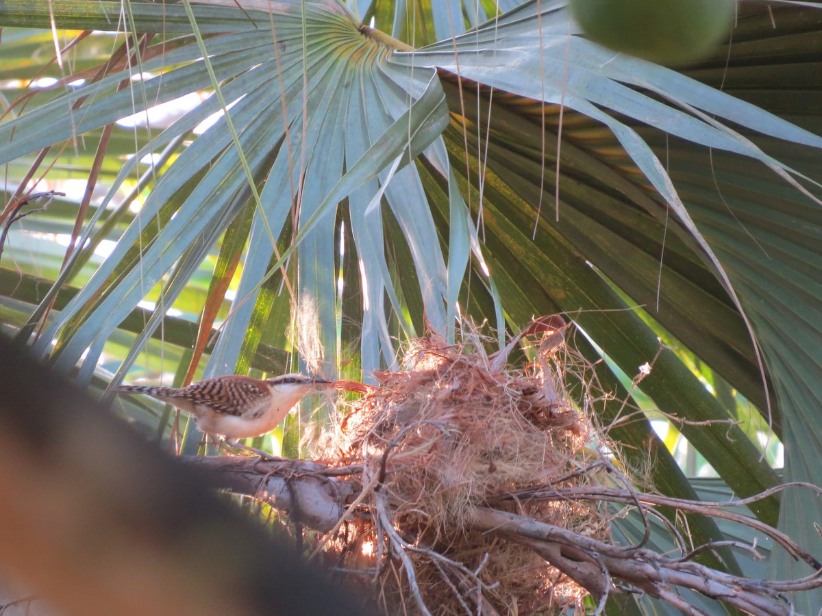 Rufous-backed Wren - ML293344961