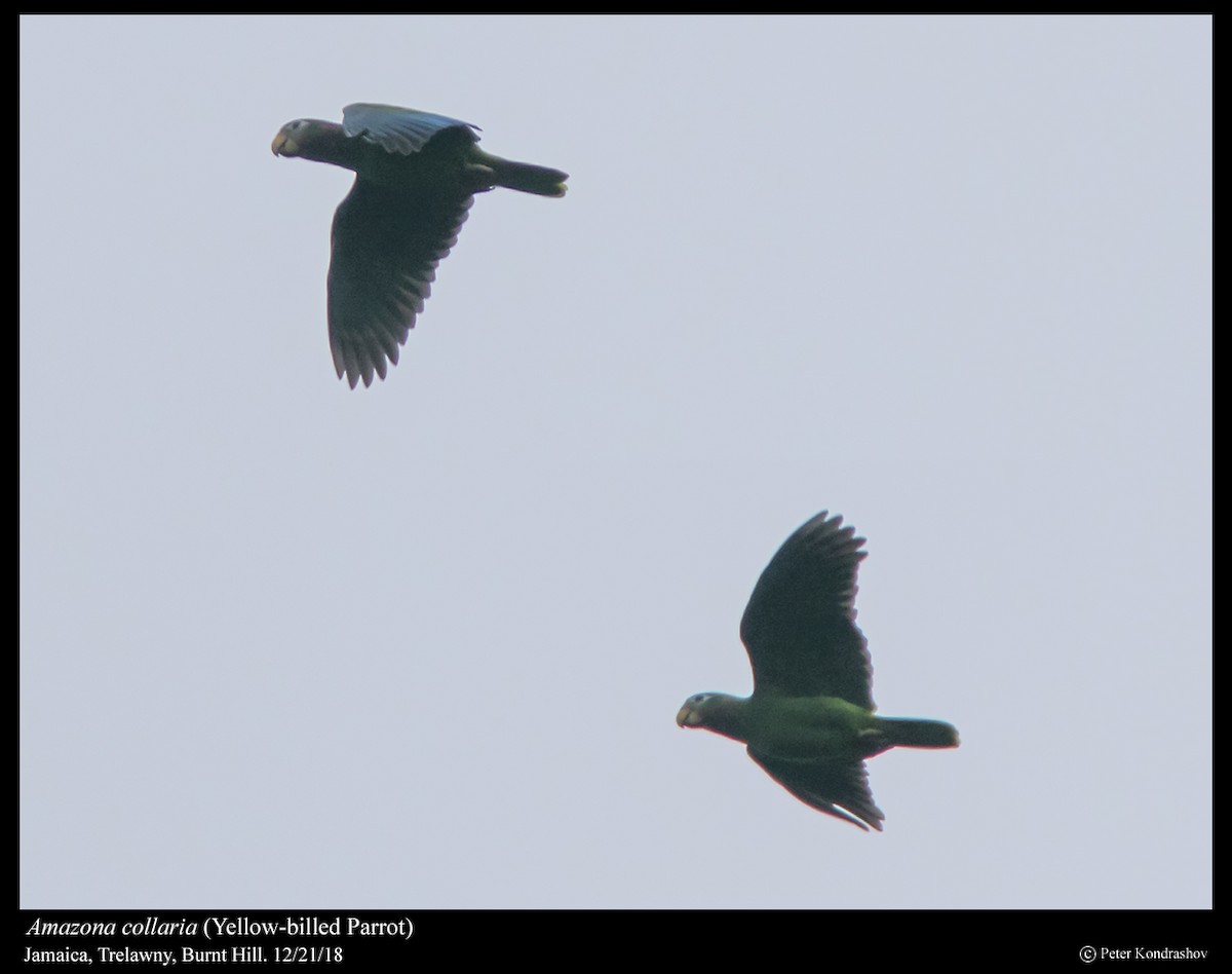 Yellow-billed Parrot - ML293345231