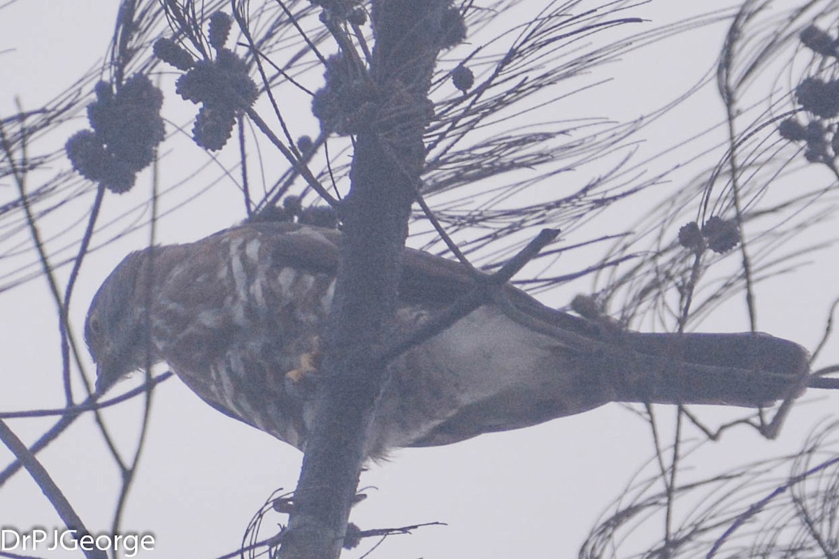 Crested Goshawk - ML29334611