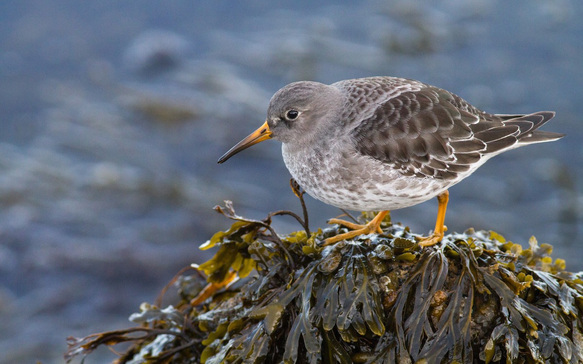 Purple Sandpiper - Fyn Kynd