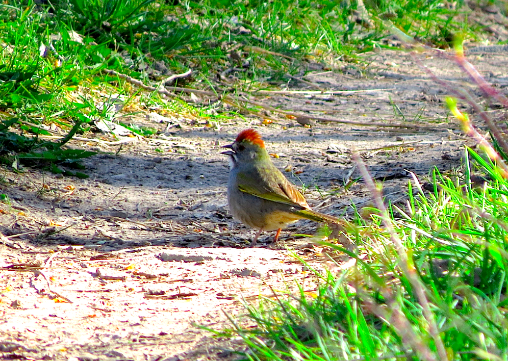 Green-tailed Towhee - ML29334811