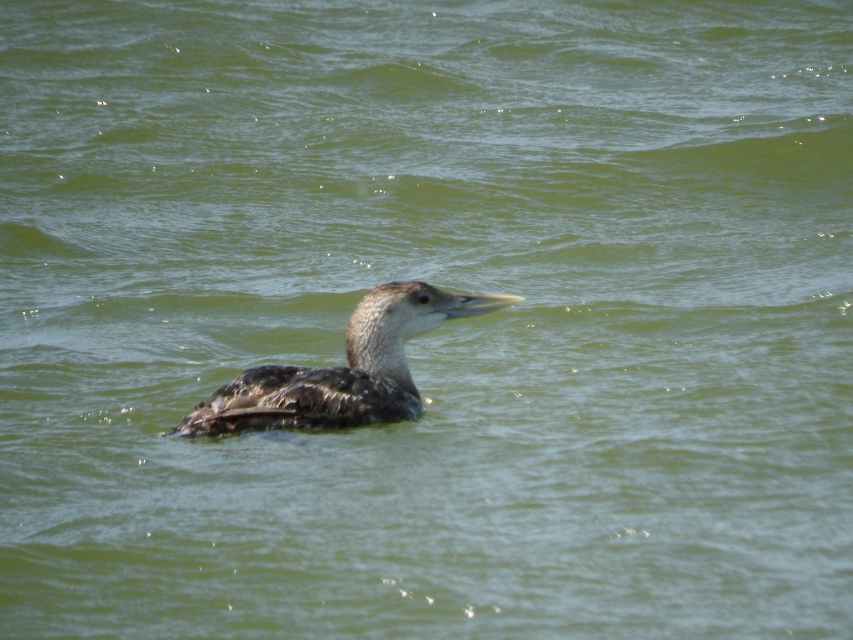 Yellow-billed Loon - Chad Ellis