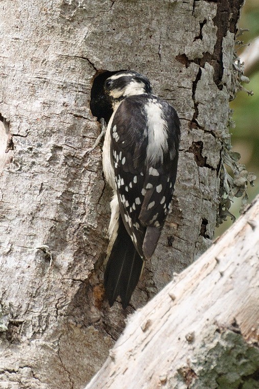 Downy Woodpecker (Pacific) - Michael Rieser