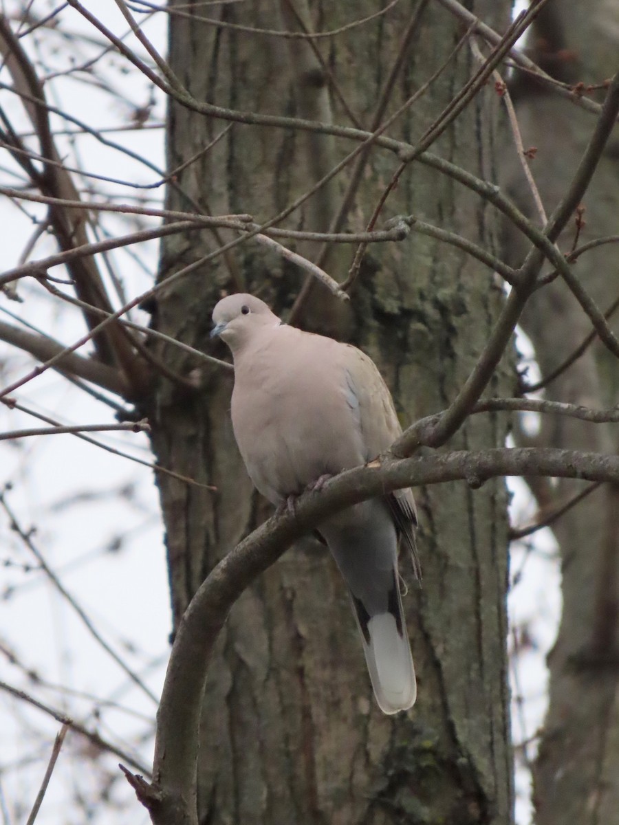 Eurasian Collared-Dove - ML293350591