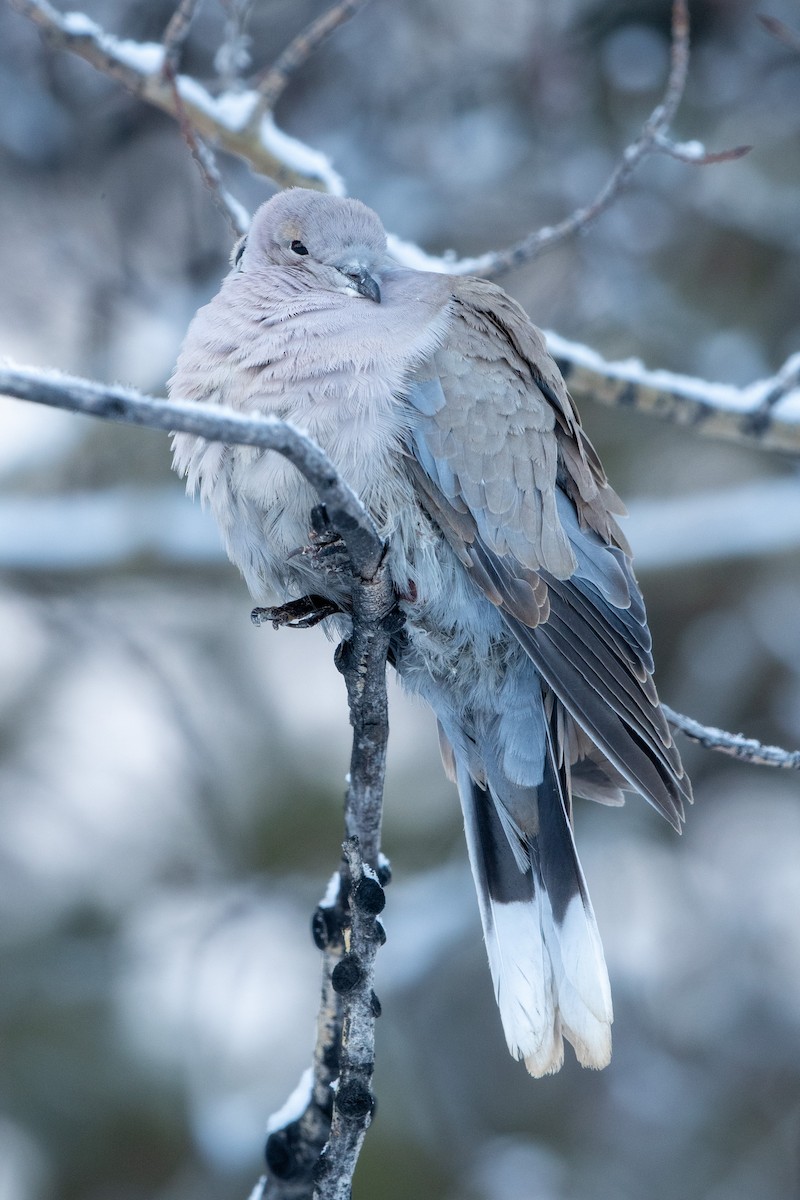 Eurasian Collared-Dove - Adam Perrier