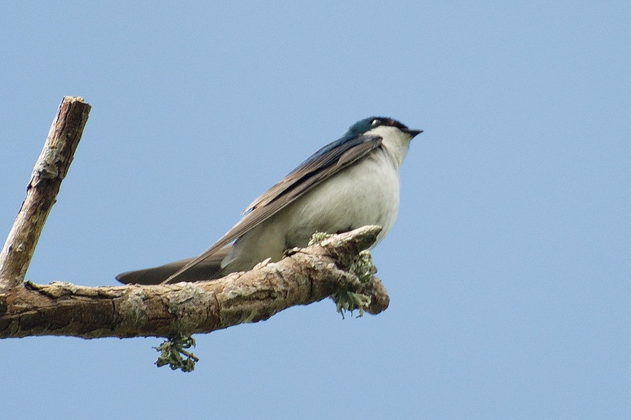 Tree Swallow - ML29335261