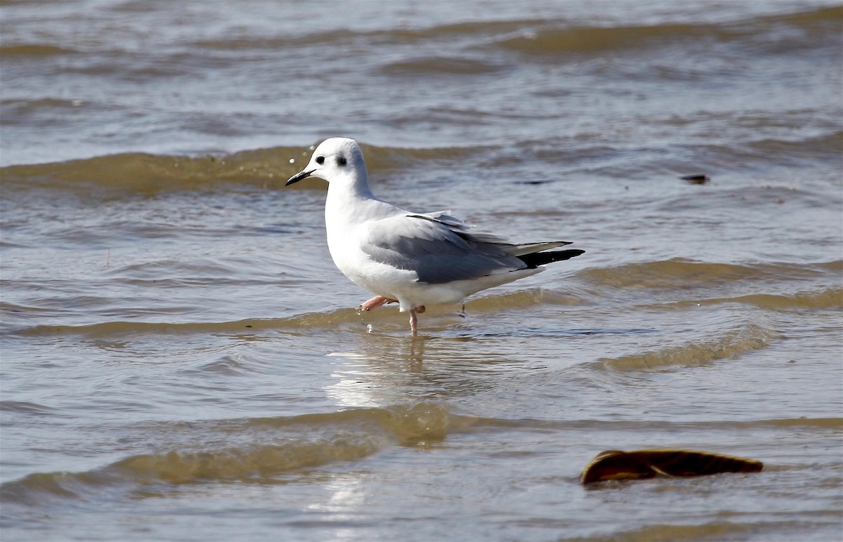 Bonaparte's Gull - ML293354571