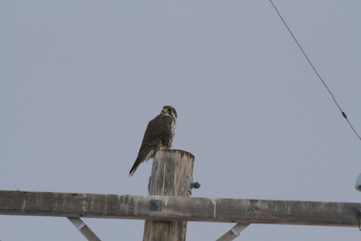 Prairie Falcon - Brian Sturges