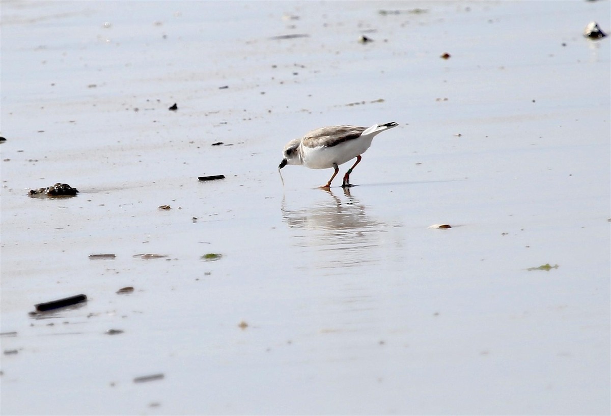 Piping Plover - ML293354711