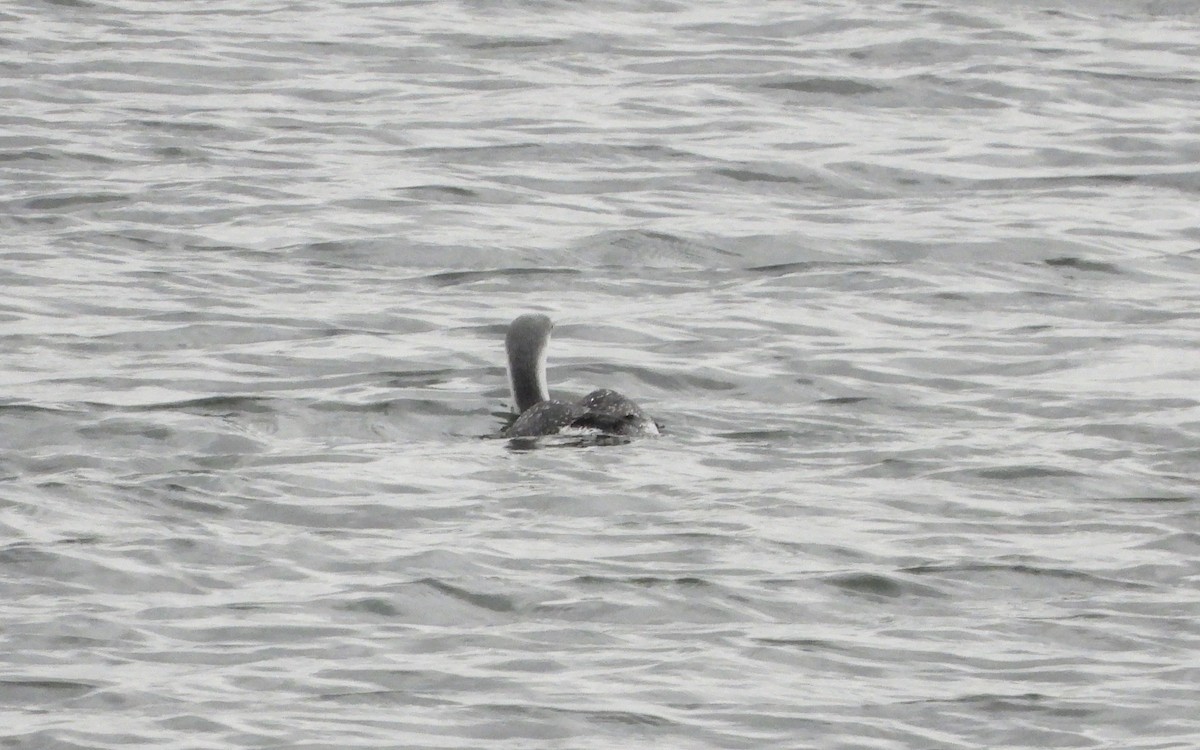 Red-throated Loon - ML293355901