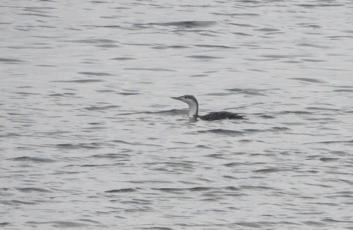 Red-throated Loon - ML293356031