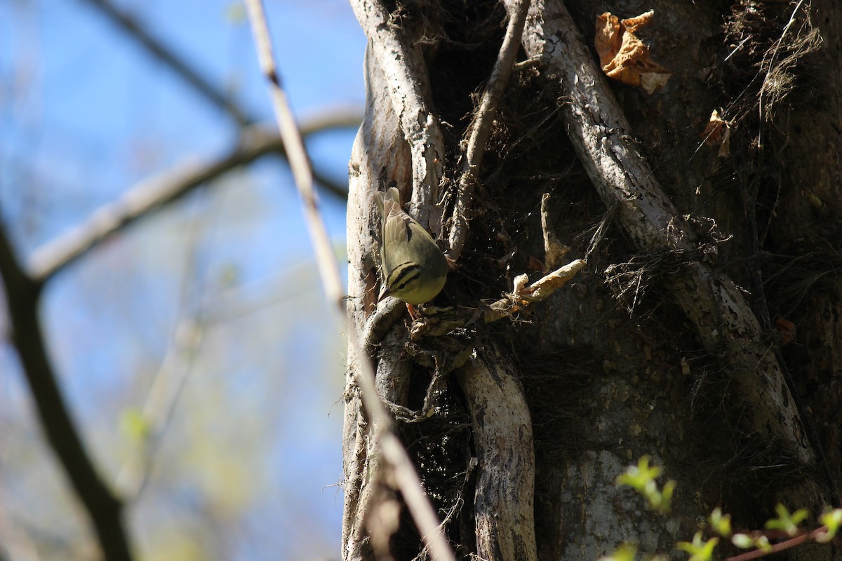 Worm-eating Warbler - ML29335621