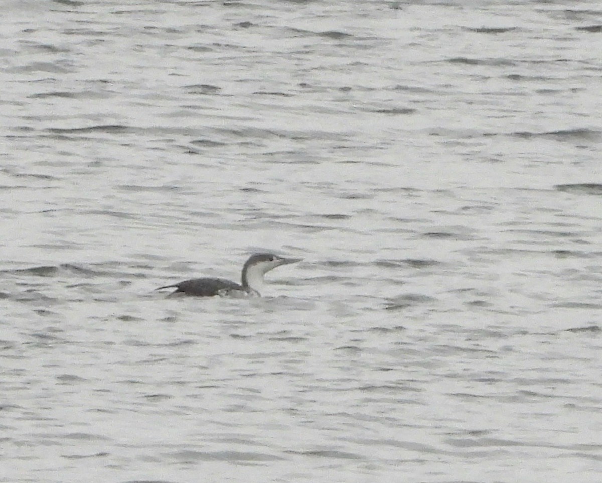 Red-throated Loon - ML293356431