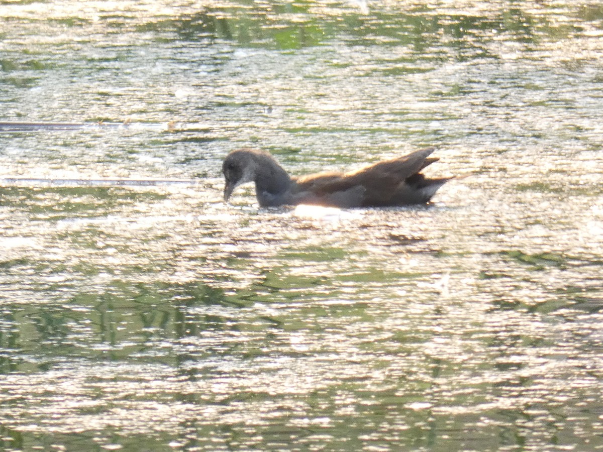 Gallinule d'Amérique - ML293356491