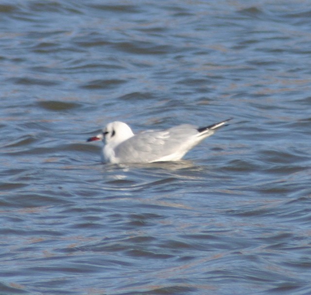 Mouette rieuse - ML29335651