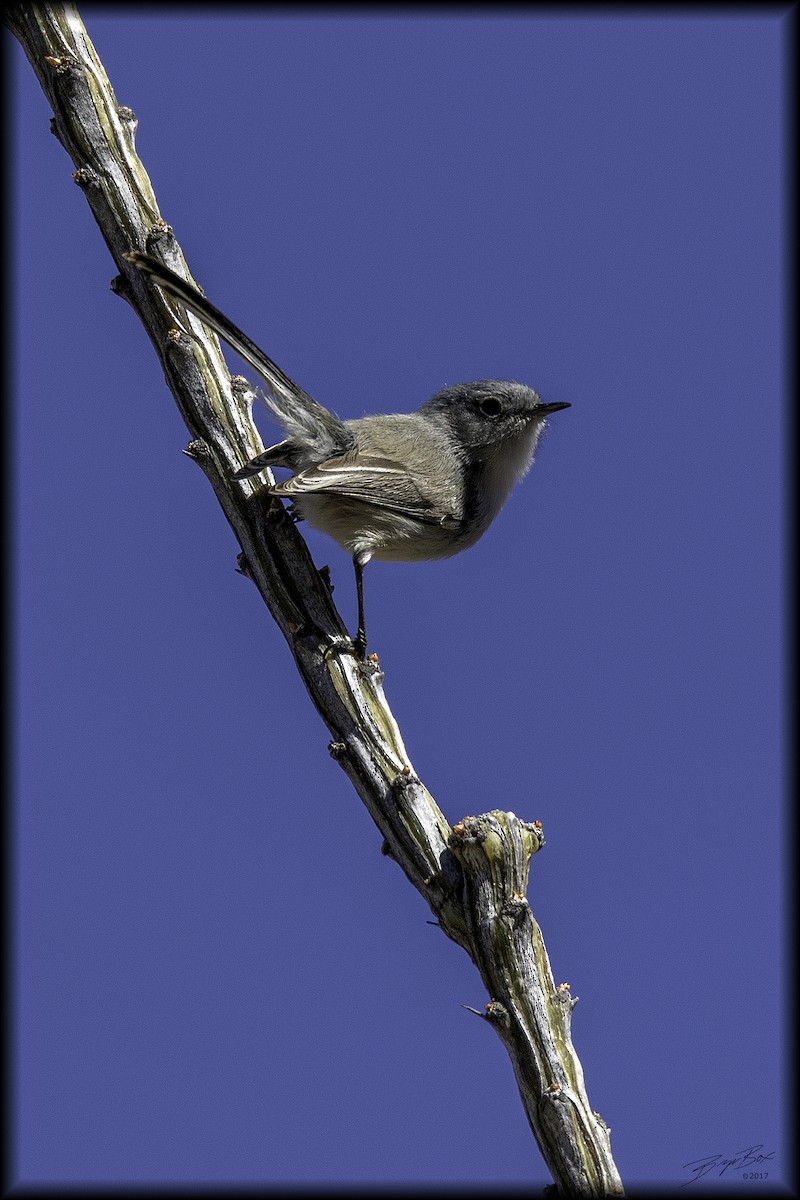 Black-tailed Gnatcatcher - ML293356591