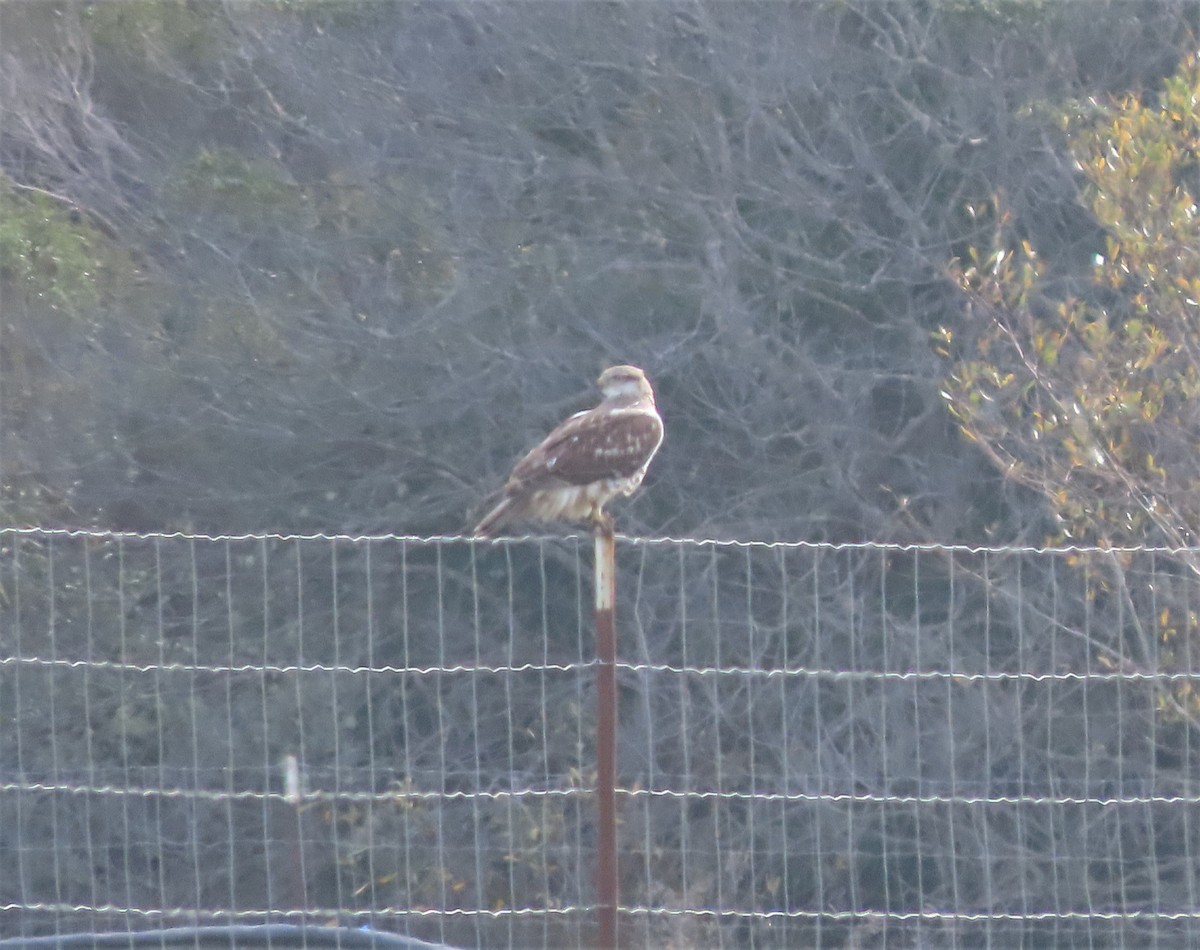 Ferruginous Hawk - ML293356831