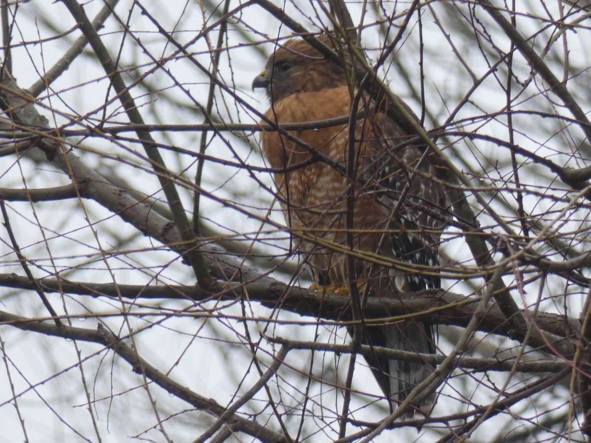 Red-shouldered Hawk - ML293356931