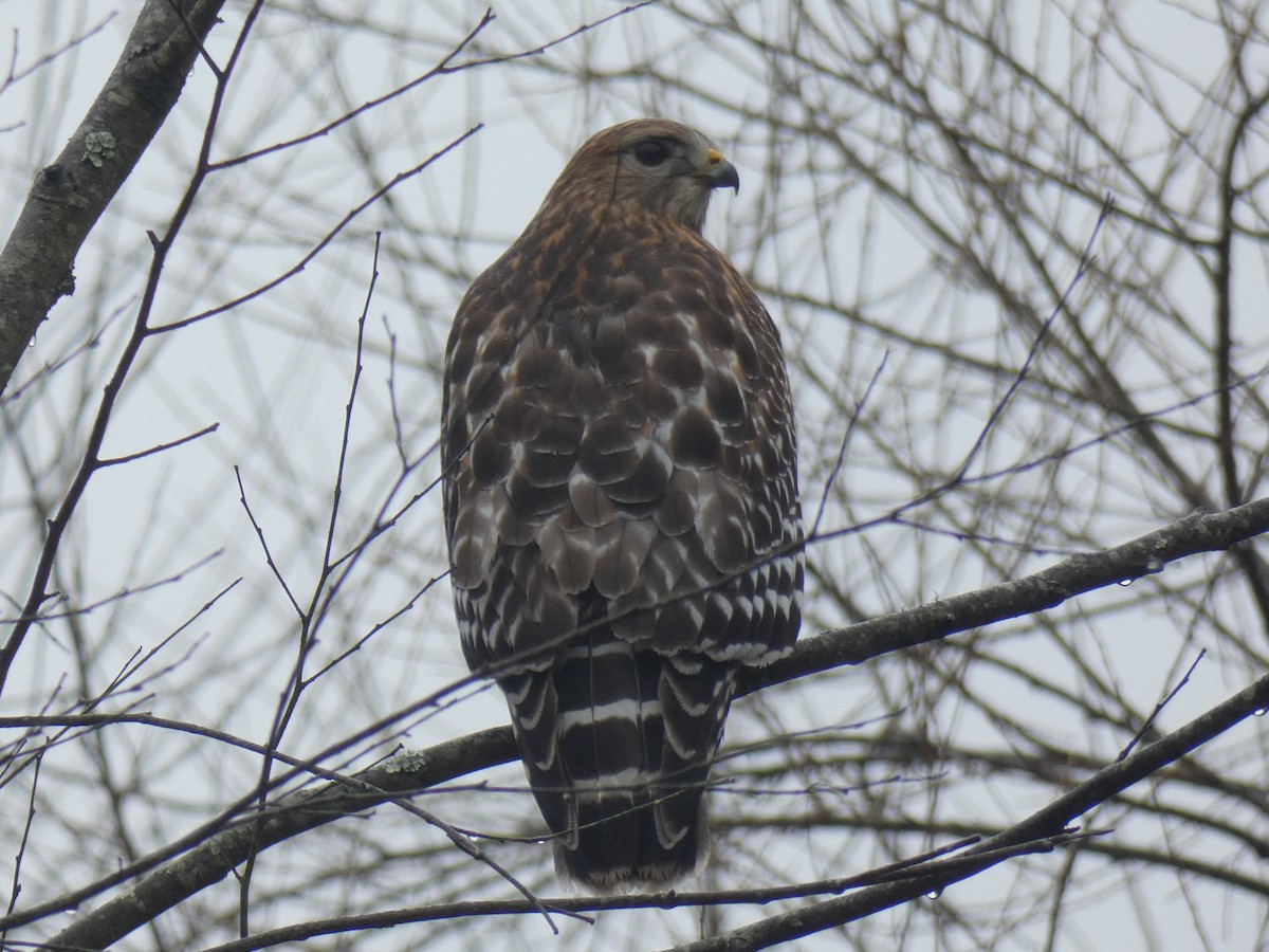 Red-shouldered Hawk - ML293356941