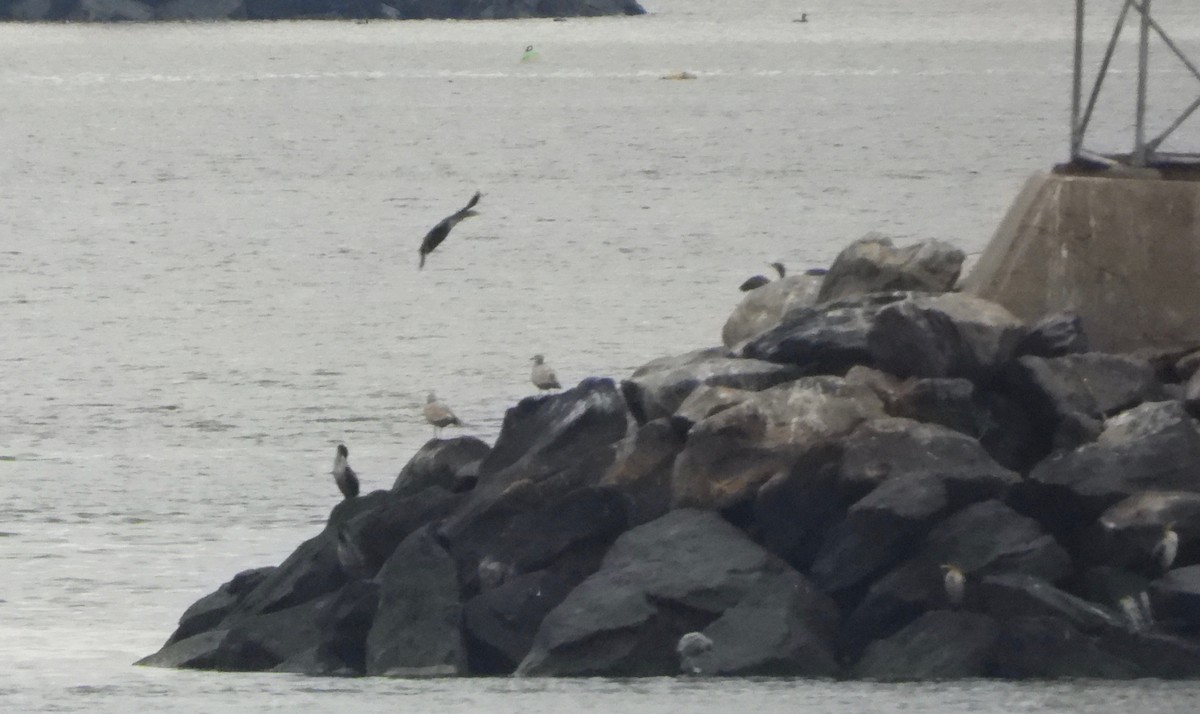 Double-crested Cormorant - ML293357281