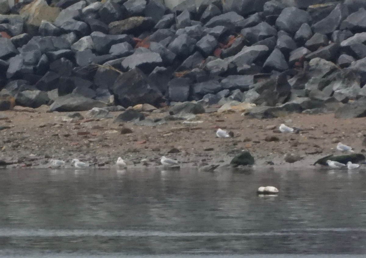 Ring-billed Gull - ML293360671
