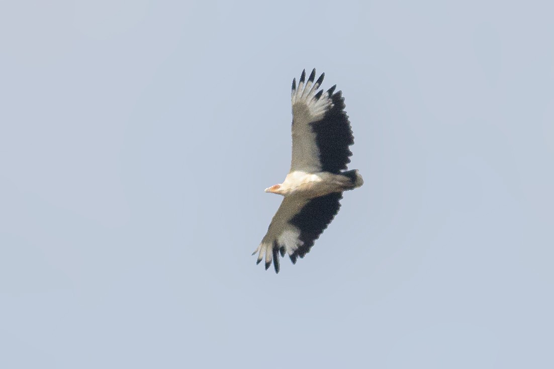 Palm-nut Vulture - ML293360691