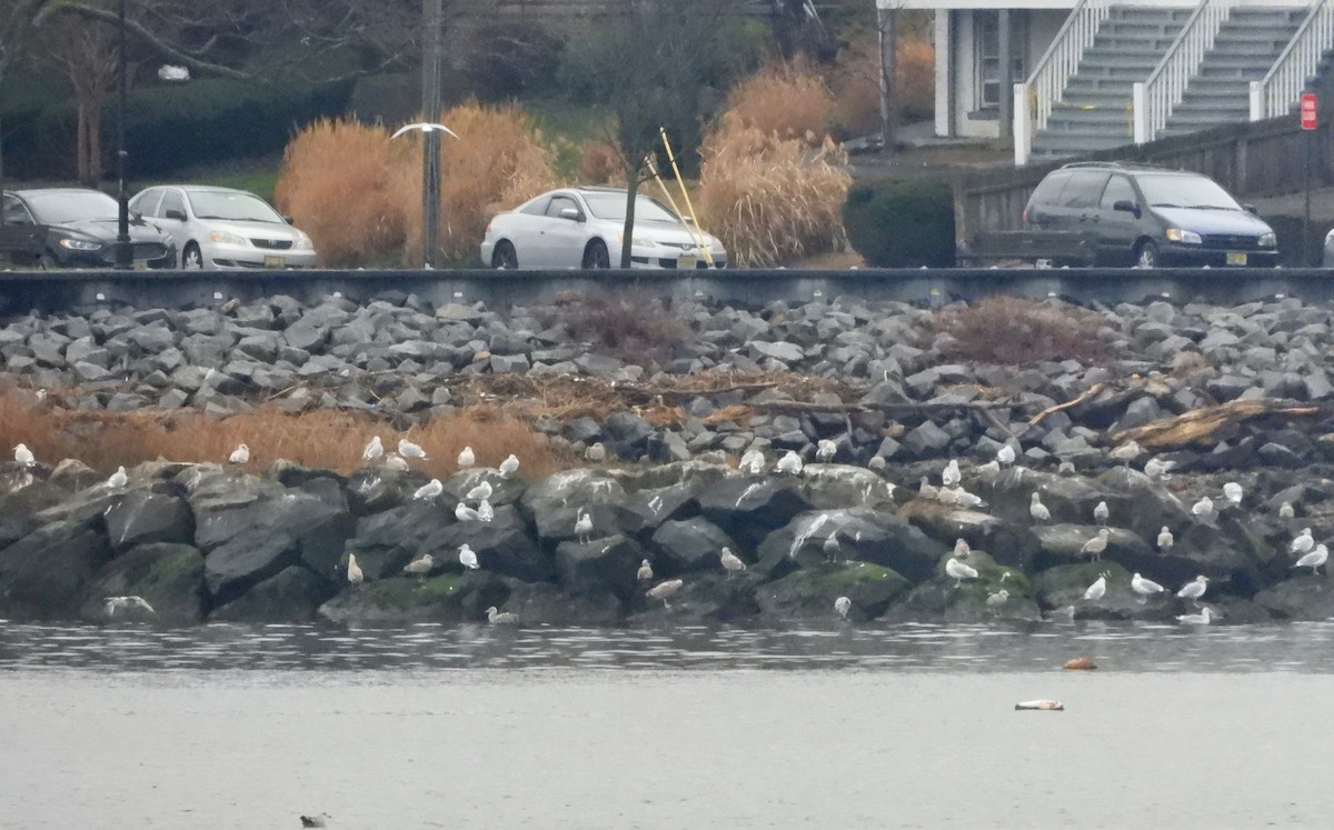Ring-billed Gull - ML293361931