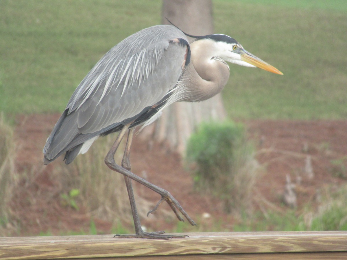 Great Blue Heron - ML293362021