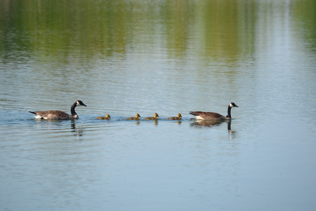 Canada Goose - ML29336231