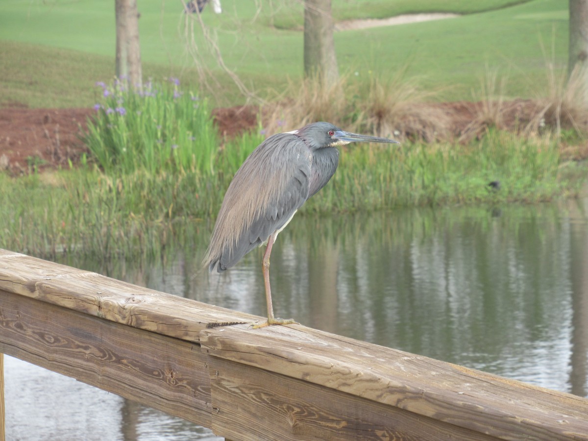 Little Blue Heron - William DePiero