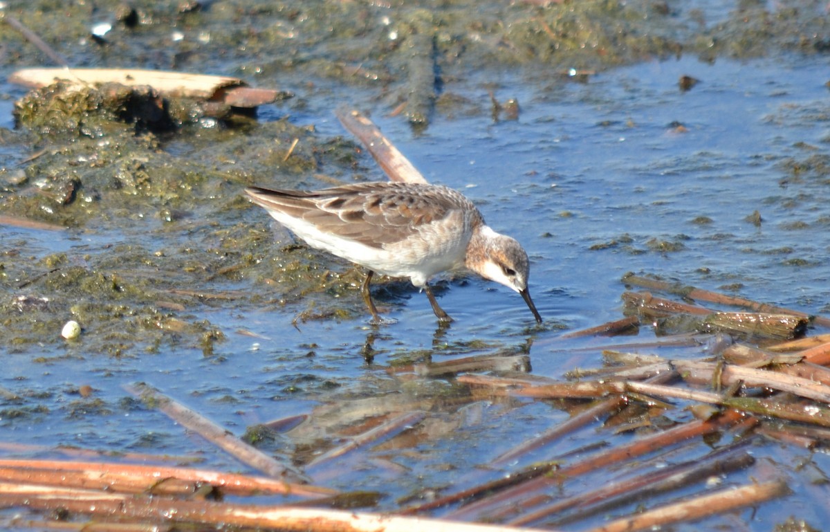 Falaropo Tricolor - ML29336311