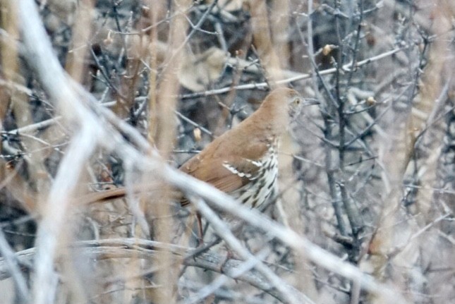 Brown Thrasher - ML293364251