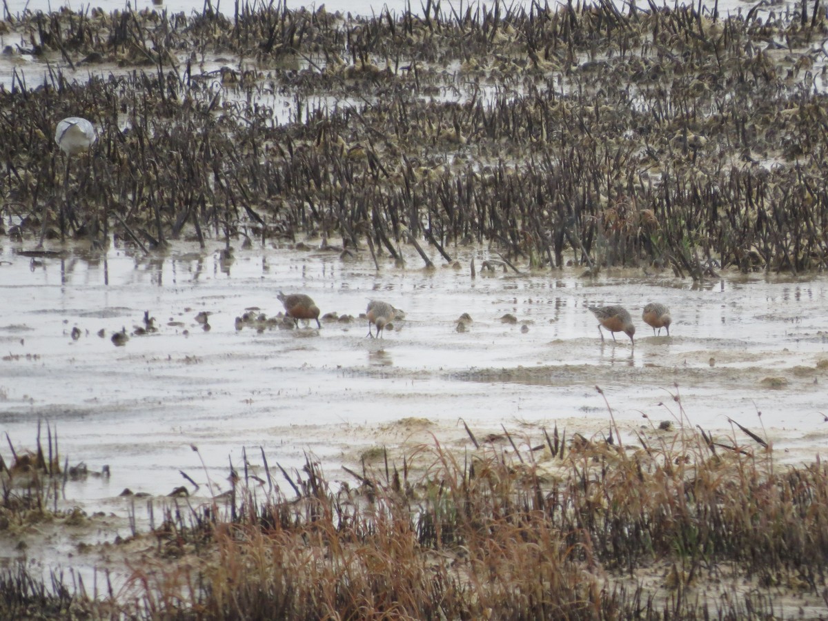 Red Knot - ML29336541