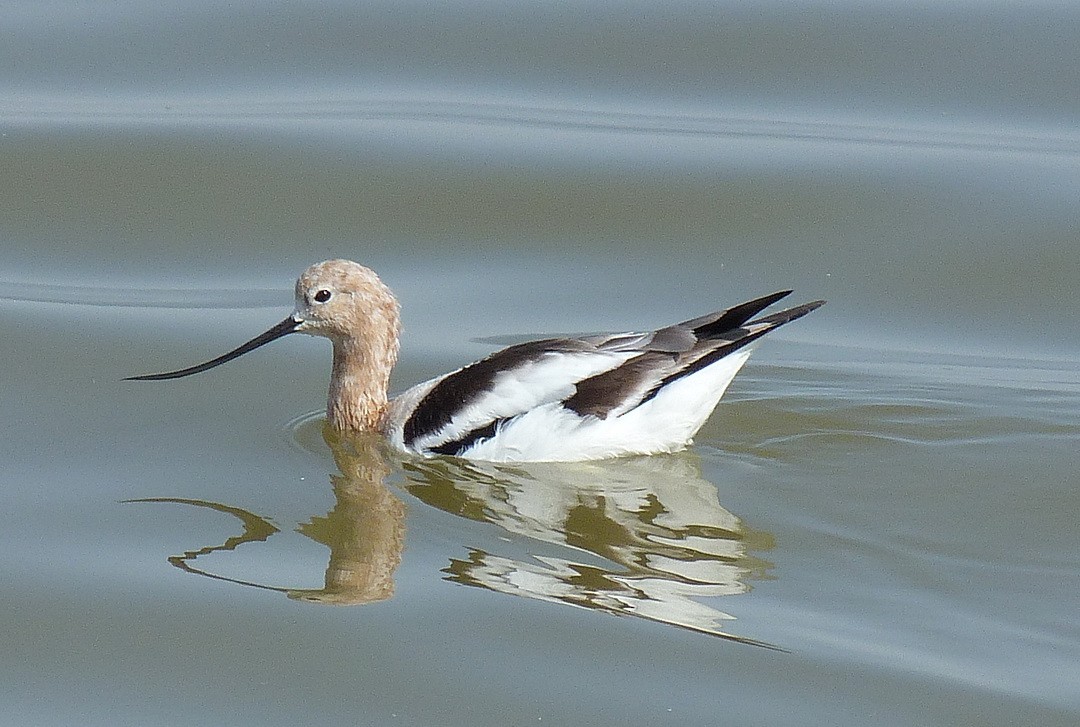 Avocette d'Amérique - ML293366711