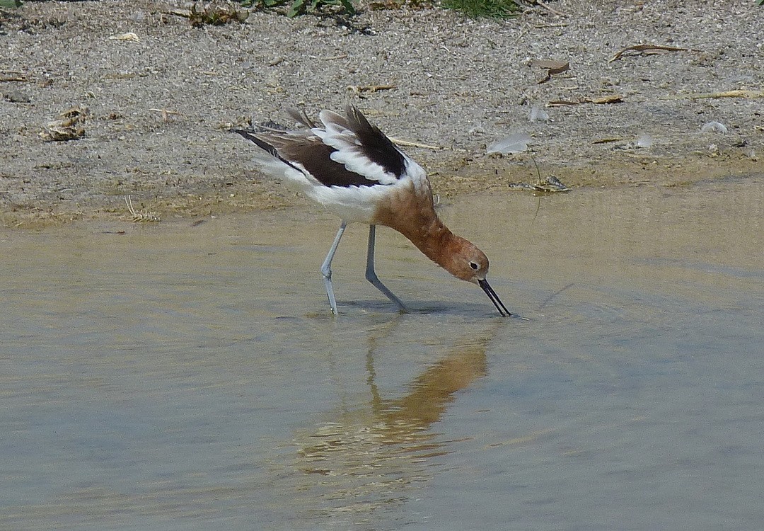 Avocette d'Amérique - ML293366731