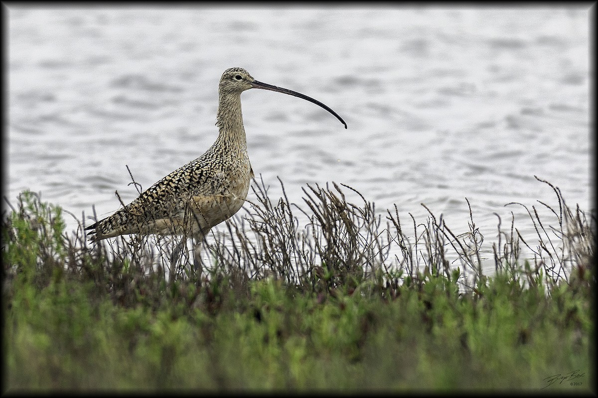 Long-billed Curlew - ML293367091