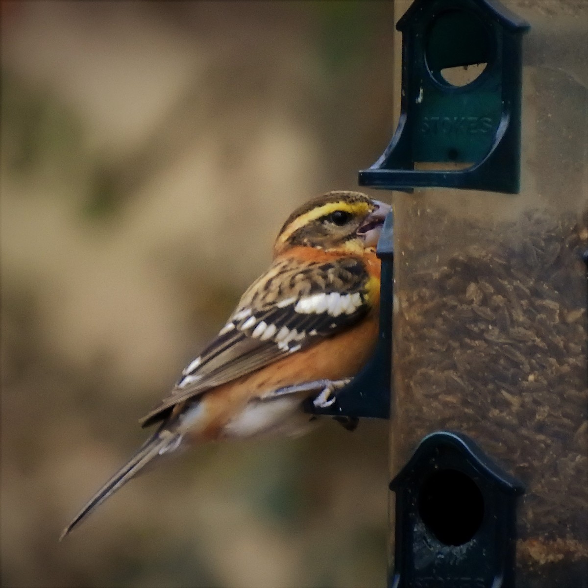 Black-headed Grosbeak - Kay Craig Spurlock